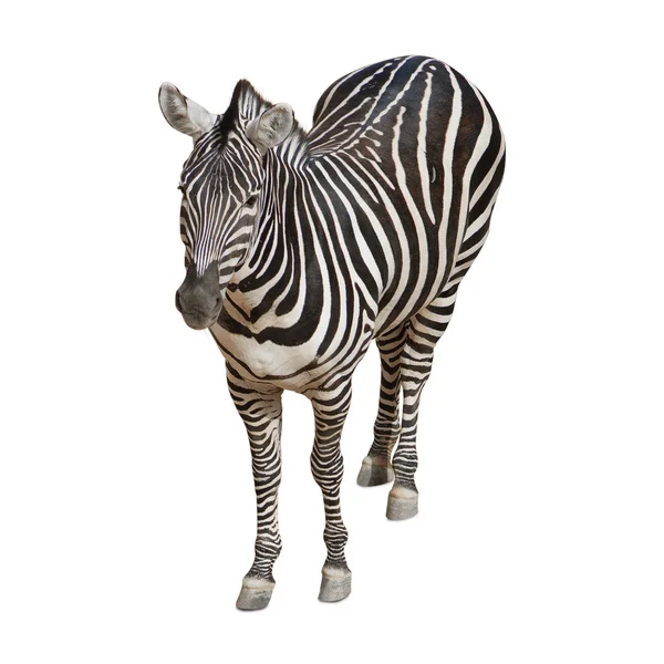Ritratto di una zebra — Foto Stock