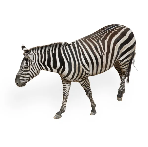 Även av en zebra — Stockfoto