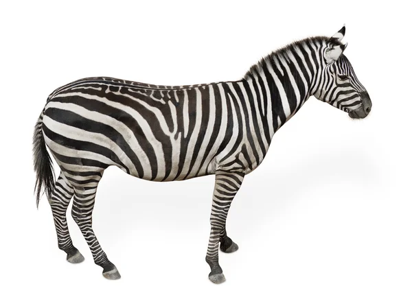 Potrait Of A Zebra — Stock Photo, Image