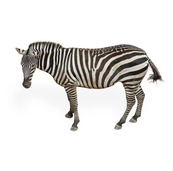 Potrait van een zebra — Stockfoto