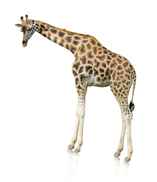 Potrait van een giraffe — Stockfoto