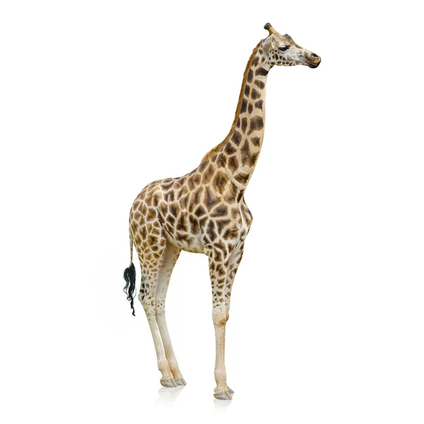Potrait žirafy — Stock fotografie