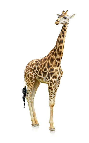 Potrait av en giraff — Stockfoto