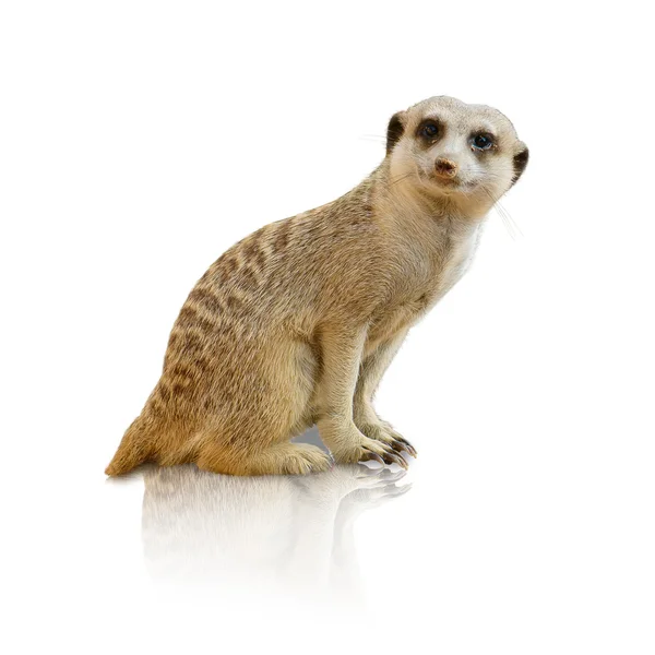 Ritratto di un suricato — Foto Stock