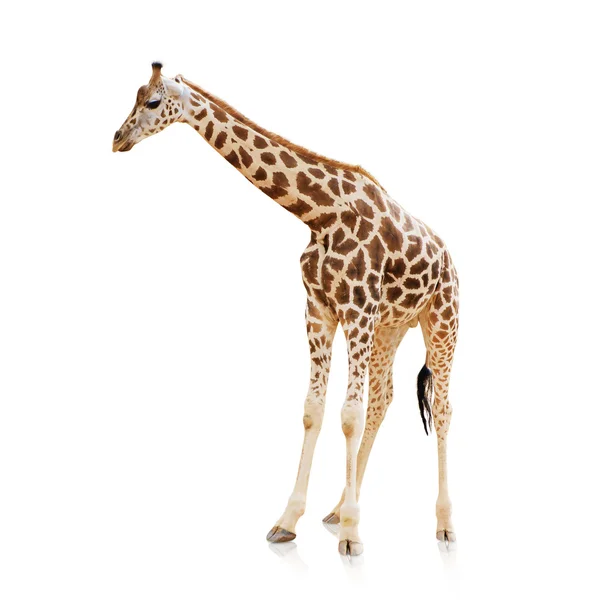 Потрайт жирафа — стоковое фото