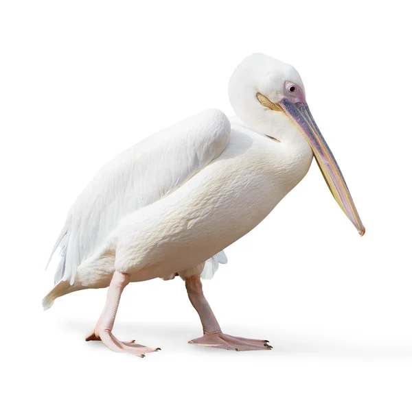 Potrait az egy pelikán — Stock Fotó