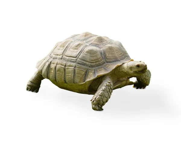 Reptilienschildkröte — Stockfoto
