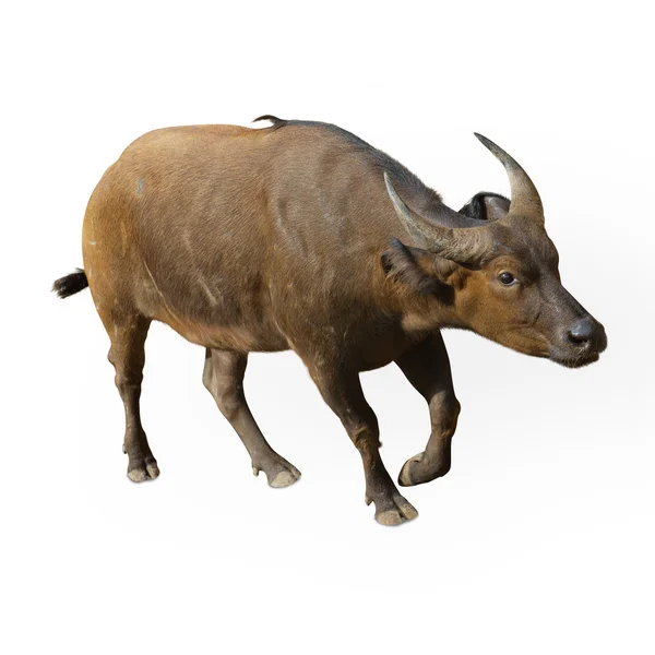 Portret van een wenkbrauw koe — Stockfoto