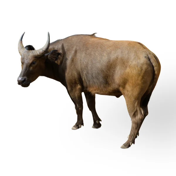 Retrato de uma vaca marrom — Fotografia de Stock