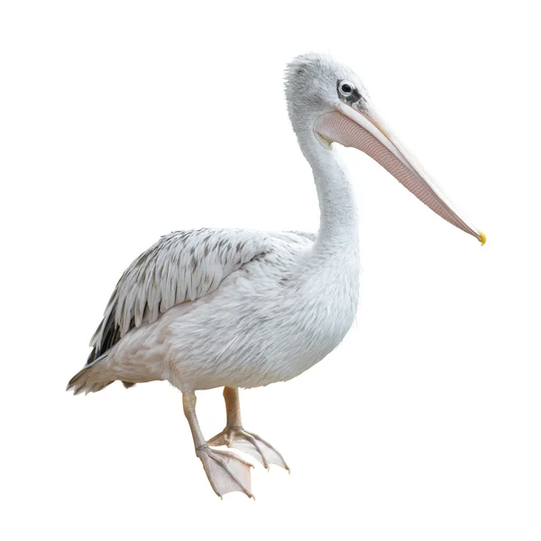 Potrait de um pelicano — Fotografia de Stock