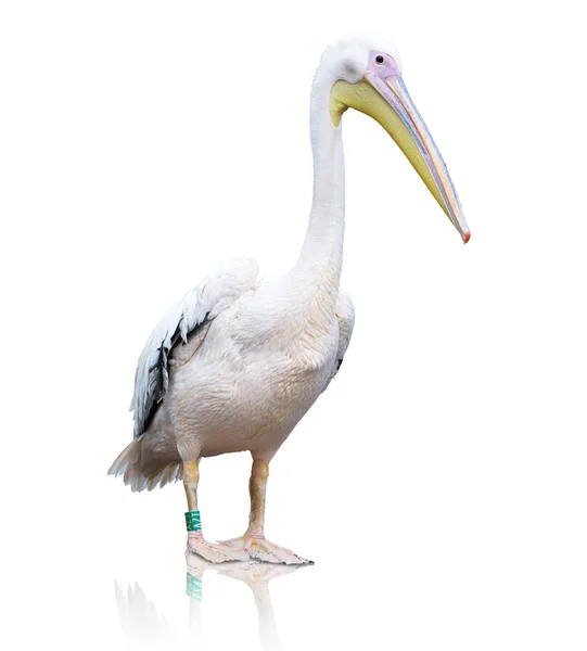 Портрет пелікана — стокове фото