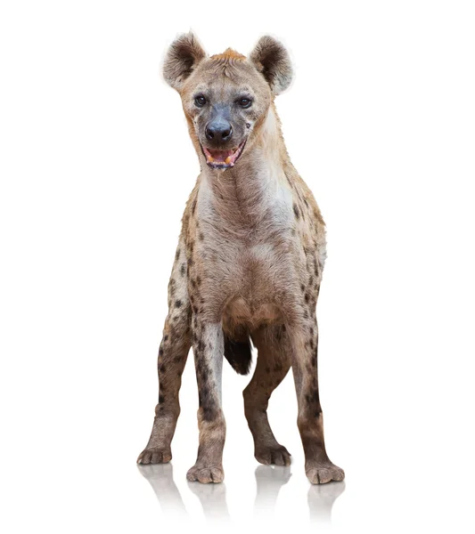 Portret van een hyena — Stockfoto