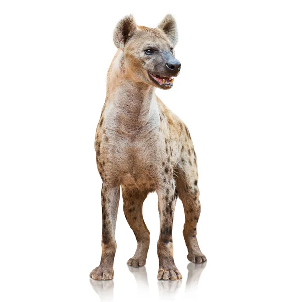Portret hieny — Zdjęcie stockowe