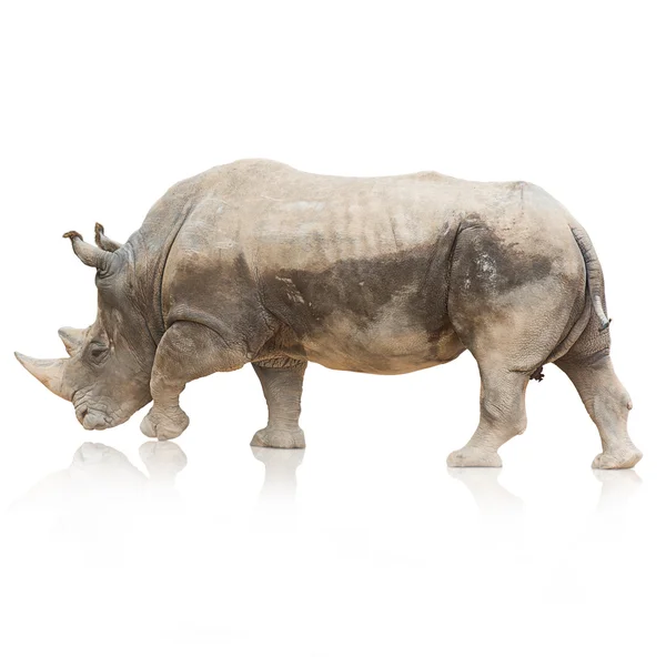 Retrato de un rinoceronte — Foto de Stock