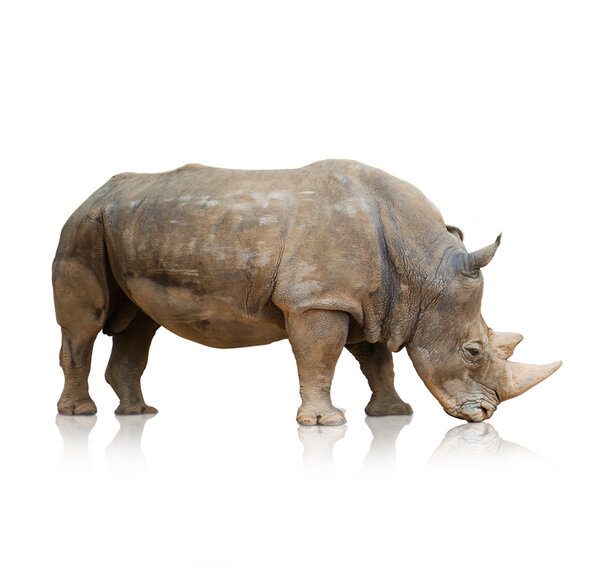 Portrait of a rhinoceros
