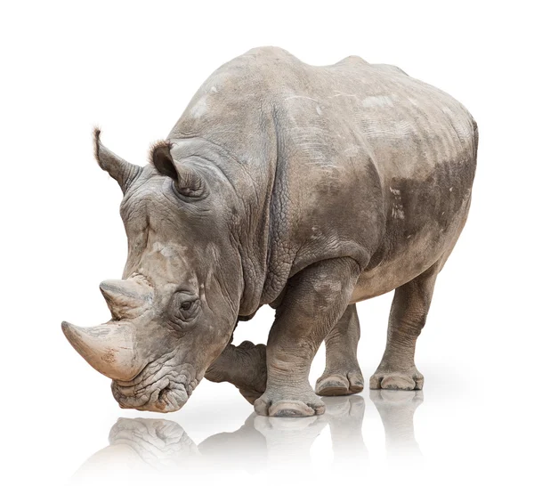 Портрет носорога — стоковое фото