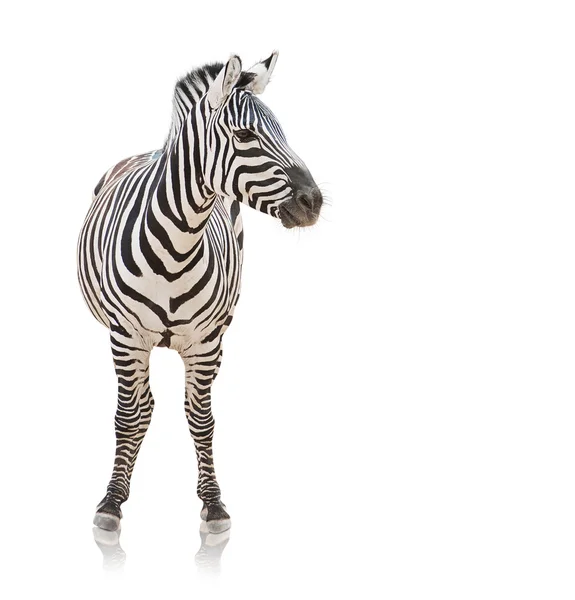Ritratto di una zebra — Foto Stock