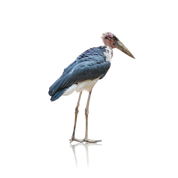 Portrait of a heron — Stock Photo, Image