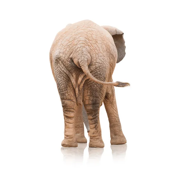 Ritratto di un elefante — Foto Stock