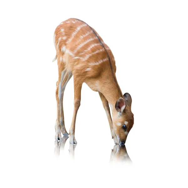 Ritratto di un cervo — Foto Stock