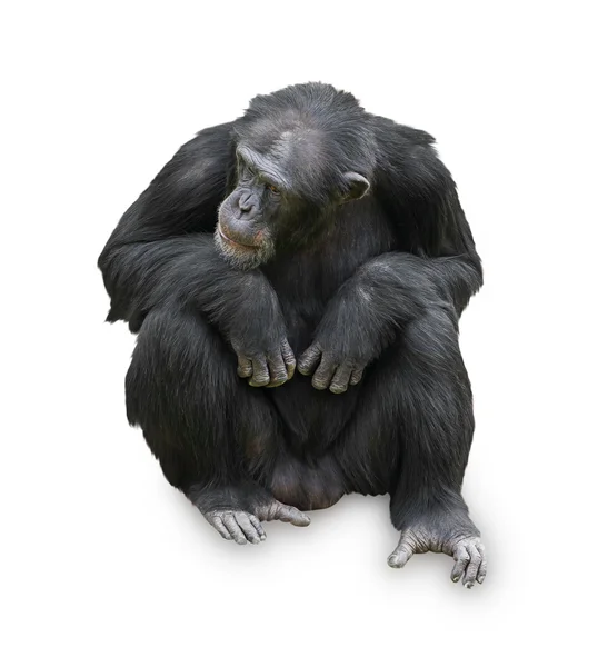 Portret orangutan — Zdjęcie stockowe