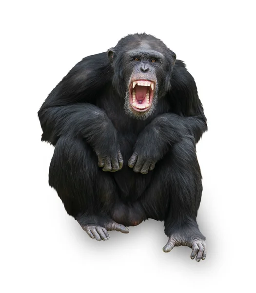 Портрет орангутанга — стоковое фото