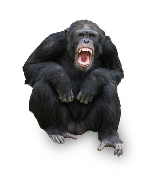 Портрет орангутанга
