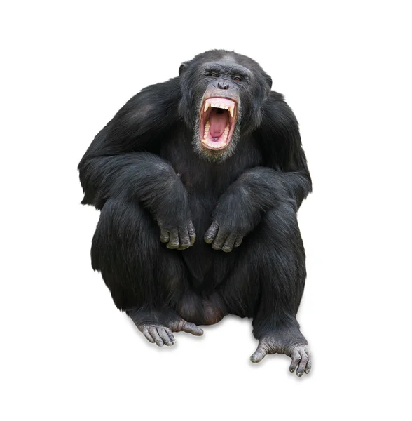 Retrato de um orangotango — Fotografia de Stock