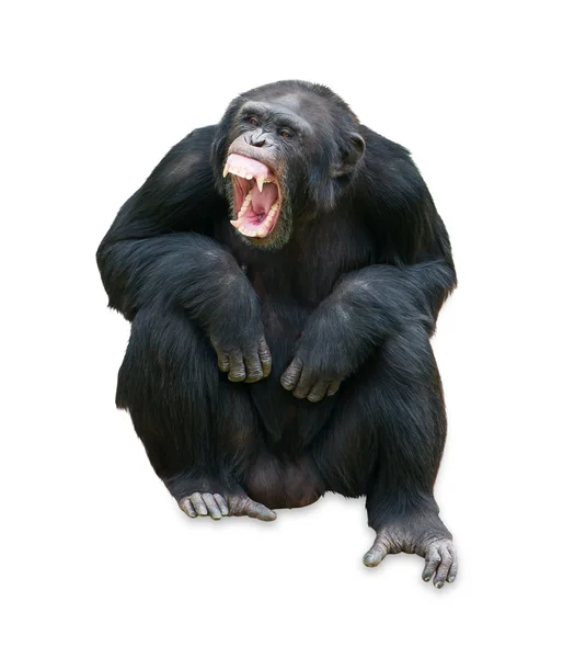 Retrato de um orangotango — Fotografia de Stock
