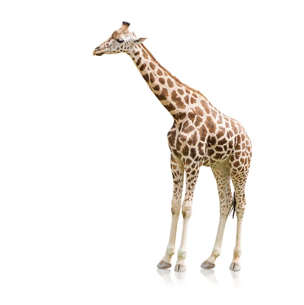 Portrait Of A Giraffe — Stock Photo, Image