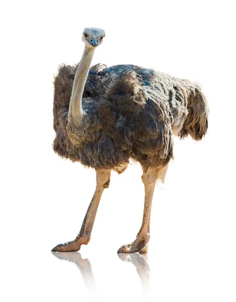 Retrato de uma avestruz — Fotografia de Stock