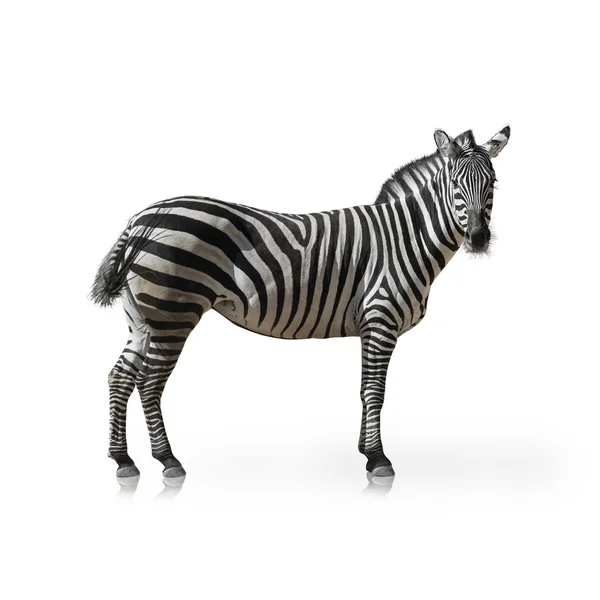 Portret van een zebra — Stockfoto