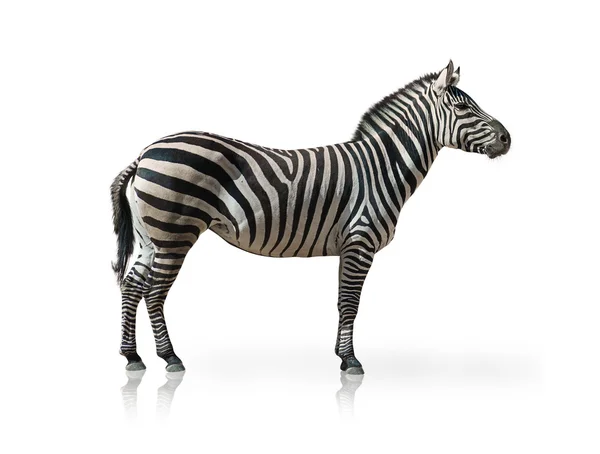 Portrait Of A Zebra — Stock Photo, Image