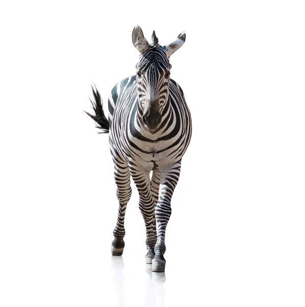 Portret zebry — Zdjęcie stockowe