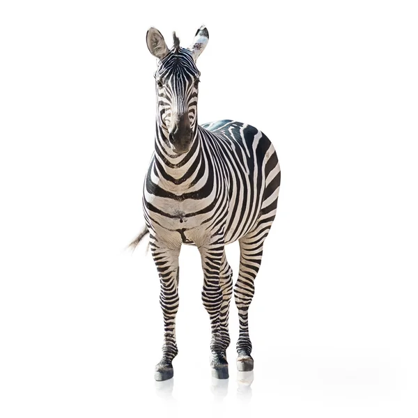 Porträt eines Zebras — Stockfoto