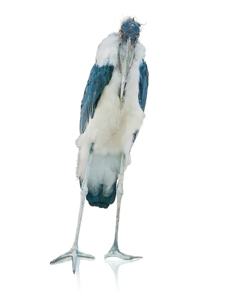 鹤的肖像 — 图库照片