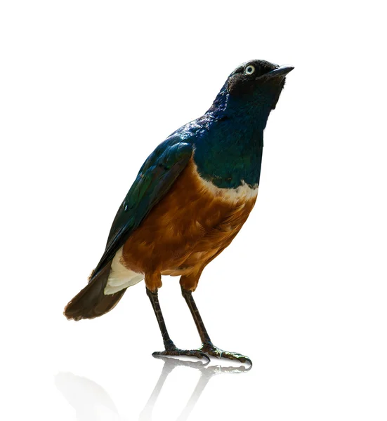 Portrait Of A Bird — Stock Photo, Image