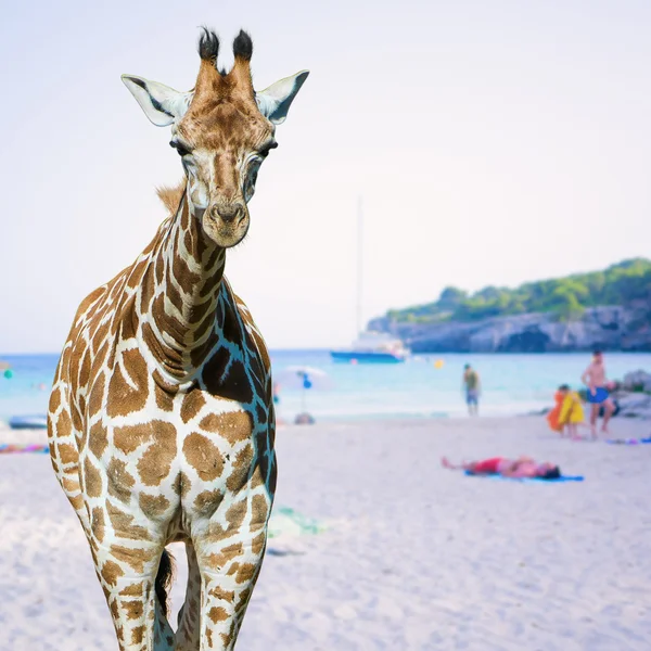 Porträtt av en giraff — Stockfoto