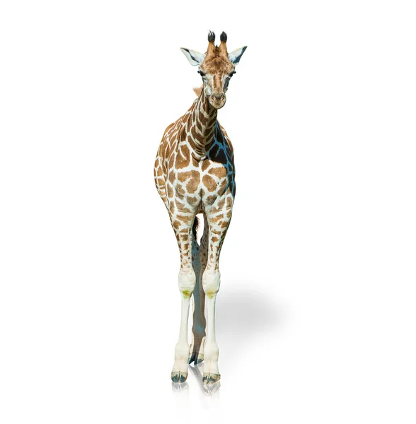 Portret van een giraffe — Stockfoto