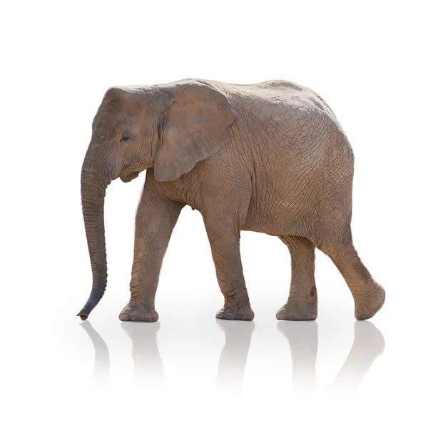 Porträtt av en elefant — Stockfoto