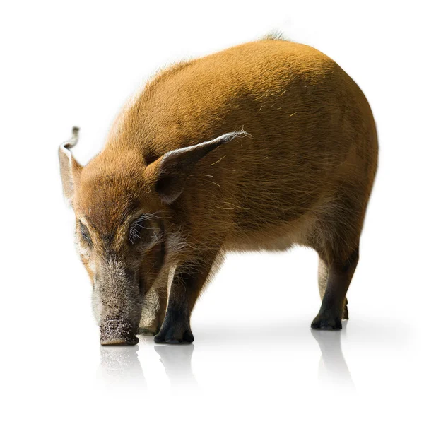 Porträtt av en gris — Stockfoto