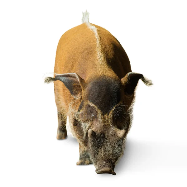 Porträtt av en gris — Stockfoto