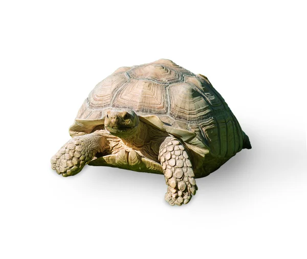 Retrato de uma tartaruga — Fotografia de Stock