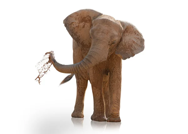 Retrato de um elefante jogando — Fotografia de Stock