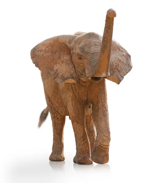 Retrato de um elefante andando — Fotografia de Stock