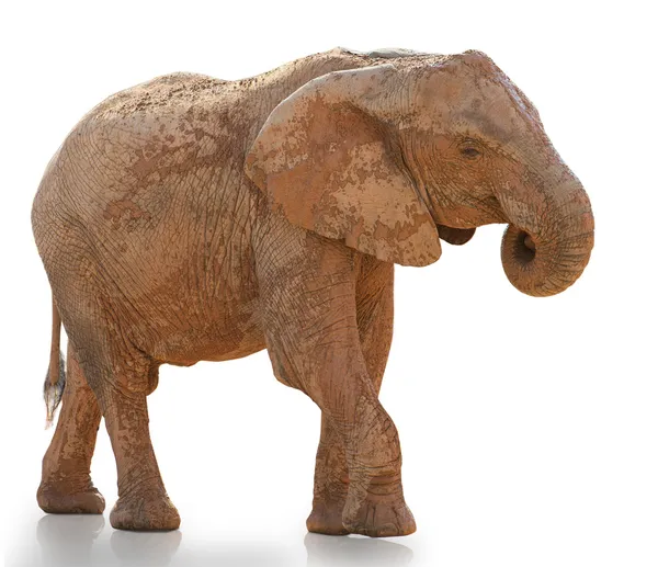 Portret spaceru słoń — Zdjęcie stockowe
