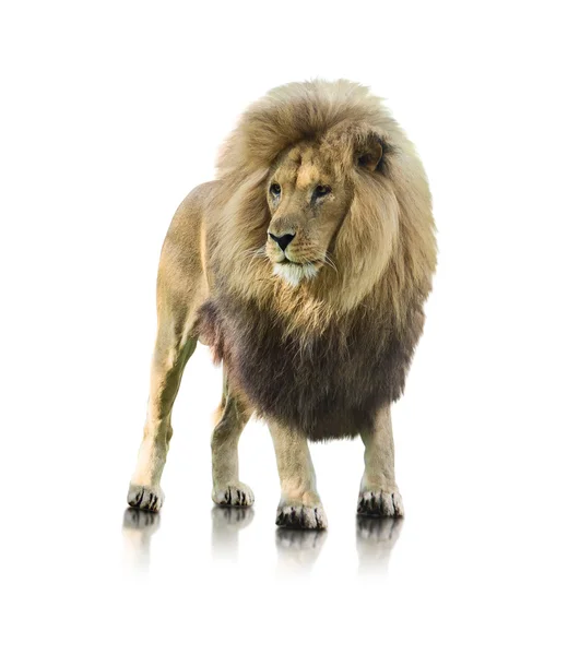 Портрет льва, стоящего на ногах — стоковое фото