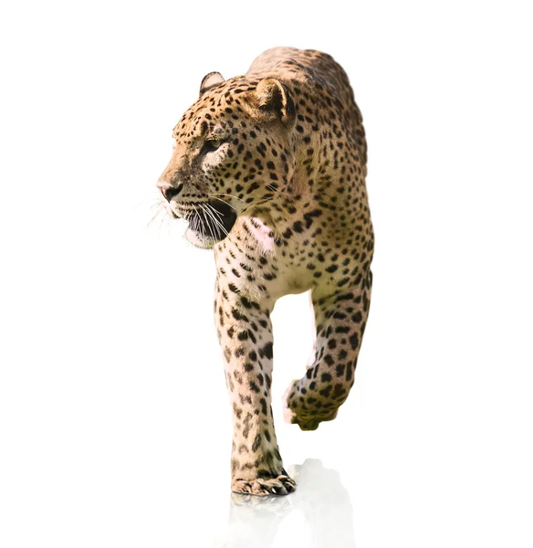 Retrato de um leopardo caminhando — Fotografia de Stock