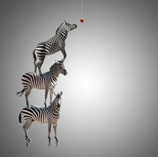 Stapel zebra bereiken om te eten apple — Stockfoto