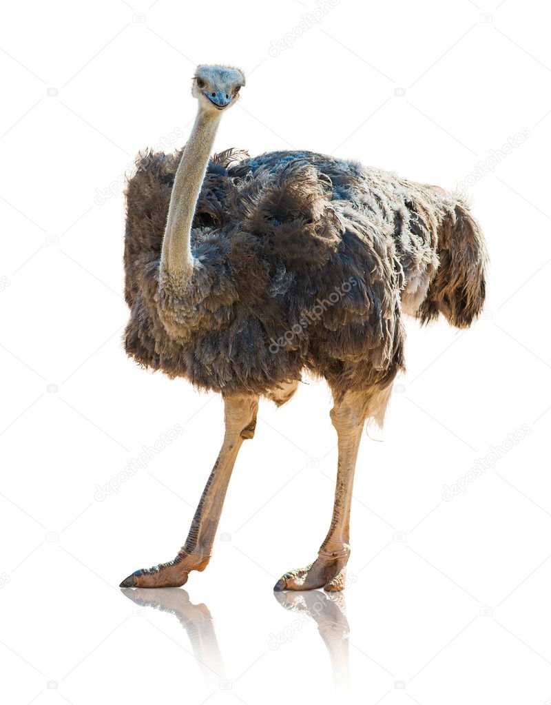 Portrait Of An Ostrich
